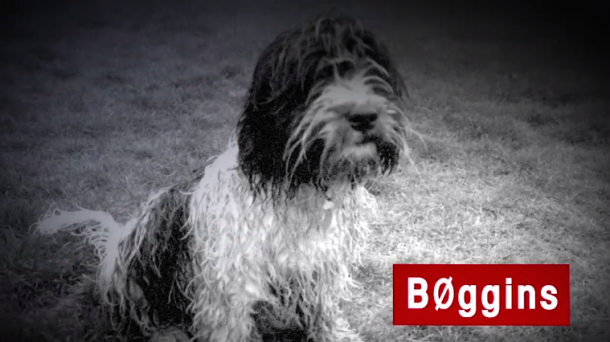 Boggins